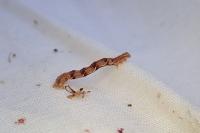 Eupithecia