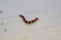 Eupithecia