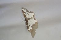 Lomaspilis marginata
