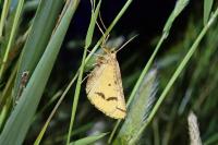 Aspitates ochrearia
