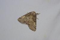 Gluphisia crenata