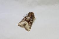 Oligia strigilis