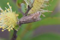 Cydia succedana/ulicetana