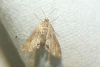 Cataclysta lemnata