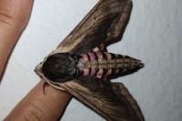 Sphinx ligustri