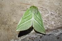 Pseudoips prasinanus