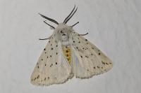 Spilosoma lubricipeda