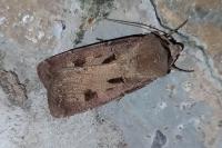 Agrotis exclamationis