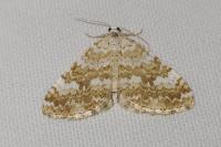 Perizoma flavofasciata