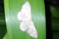 Idaea straminata