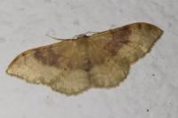 Idaea degeneraria