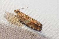 Epinotia abbreviana