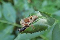 Archips crataegana