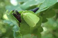 Tortrix viridana