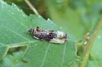 Hedya nubiferana