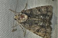 Acronicta rumicis