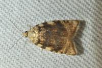 Aleimma loeflingiana