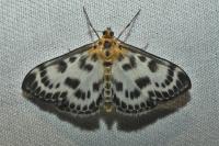 Anania hortulata