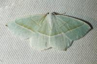 Campaea margaritaria