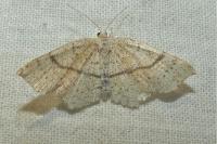 Cyclophora punctaria