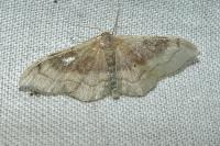 Idaea degeneraria