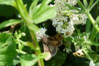 Autographa gamma