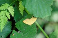 Camptogramma bilineata