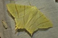 Ourapteryx sambucaria