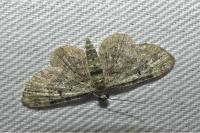 Pasiphila rectangulata