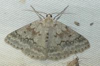 Pseudoterpna coronillaria