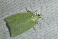 Tortrix viridana