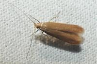 Coleophora flavipennella