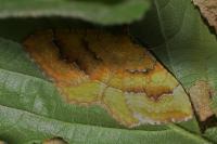 Camptogramma bilineata