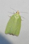 Tortrix viridana