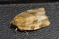 Choristoneura hebenstreitella