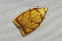 Acleris bergmanniana