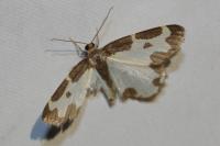 Lomaspilis marginata