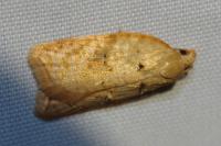Acleris ferrugana/notana