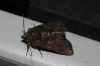 Oligia latruncula/strigilis/versicolor