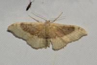 Idaea degeneraria