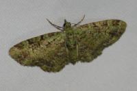 Pasiphila rectangulata