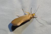 Crassa unitella