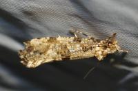 Morophaga choragella