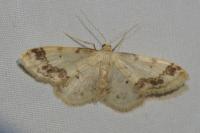 Idaea trigeminata