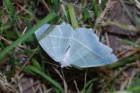 Campaea margaritaria