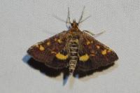 Pyrausta aurata