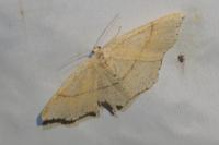 Cyclophora punctaria