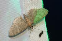 Eupithecia haworthiata