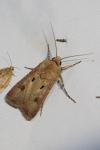 Agrotis exclamationis