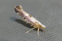 Argyresthia spinosella